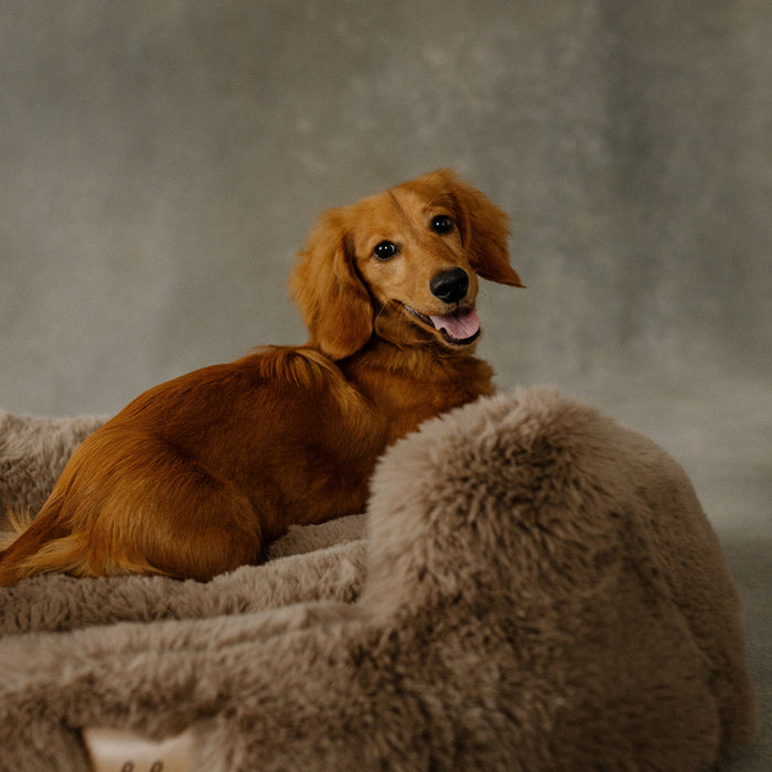 The Complete Guide to Luxury Pet Beds