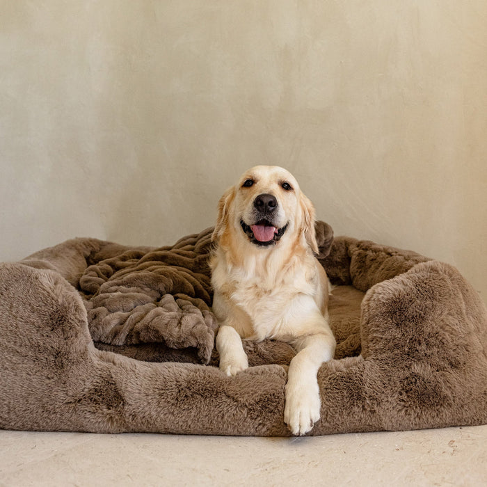 Lola Pet Blankets: Because Your Dog Deserves Life-Changing Softness Too