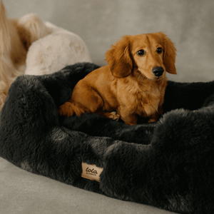 The Lola Pet Bed | Charcoal Grey