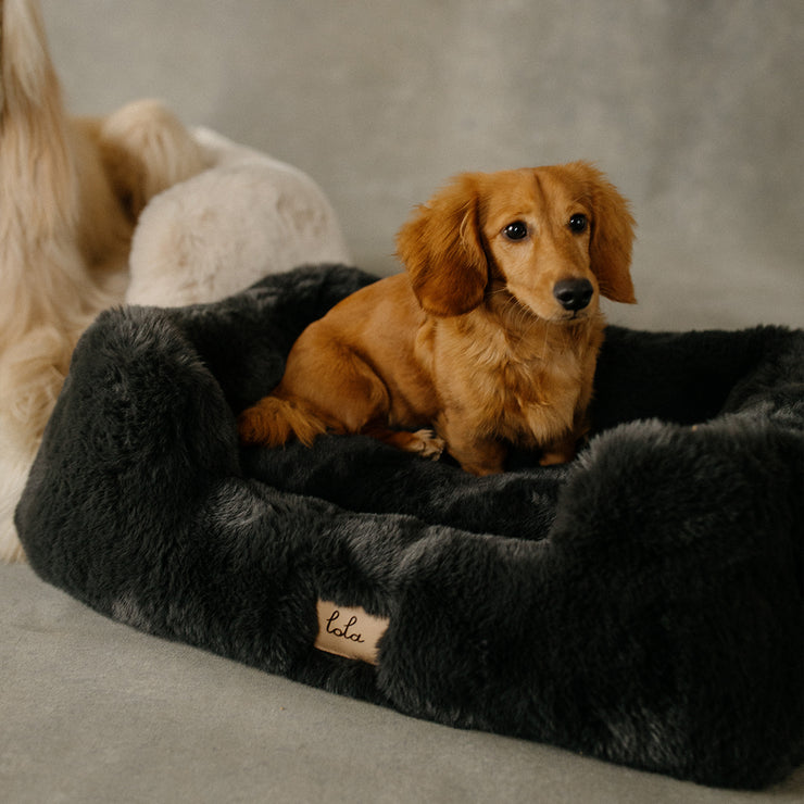 Dog sitting on a fluffy black pet bed with a blurred background