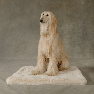 Long-haired dog sitting on a textured surface with a neutral background
