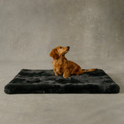 Dog sitting on a dark gray pet bed against a neutral background
